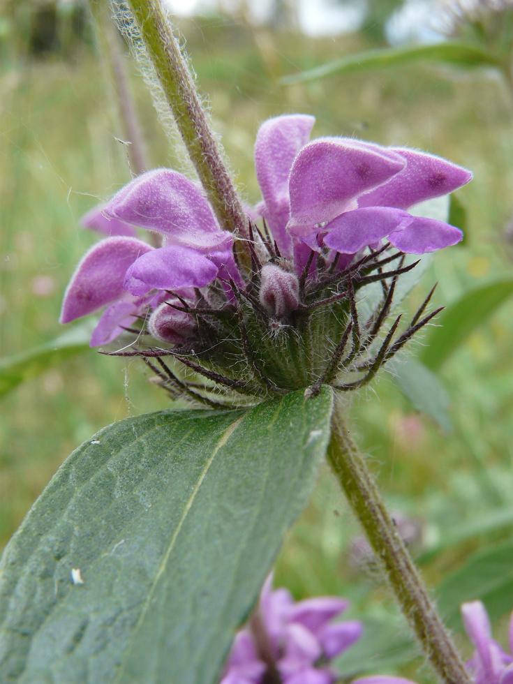 Plomis herba venti